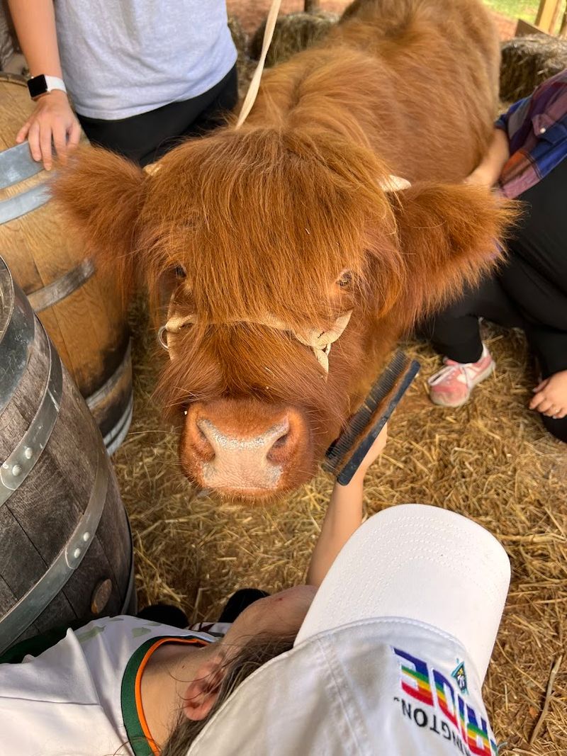 Brushing A Cow Is Surprisingly Serious