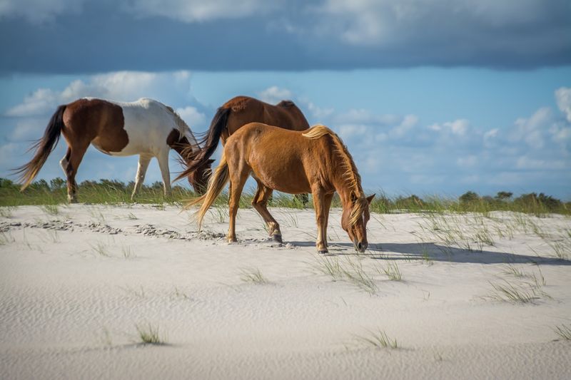 Assateague Island National Seashore