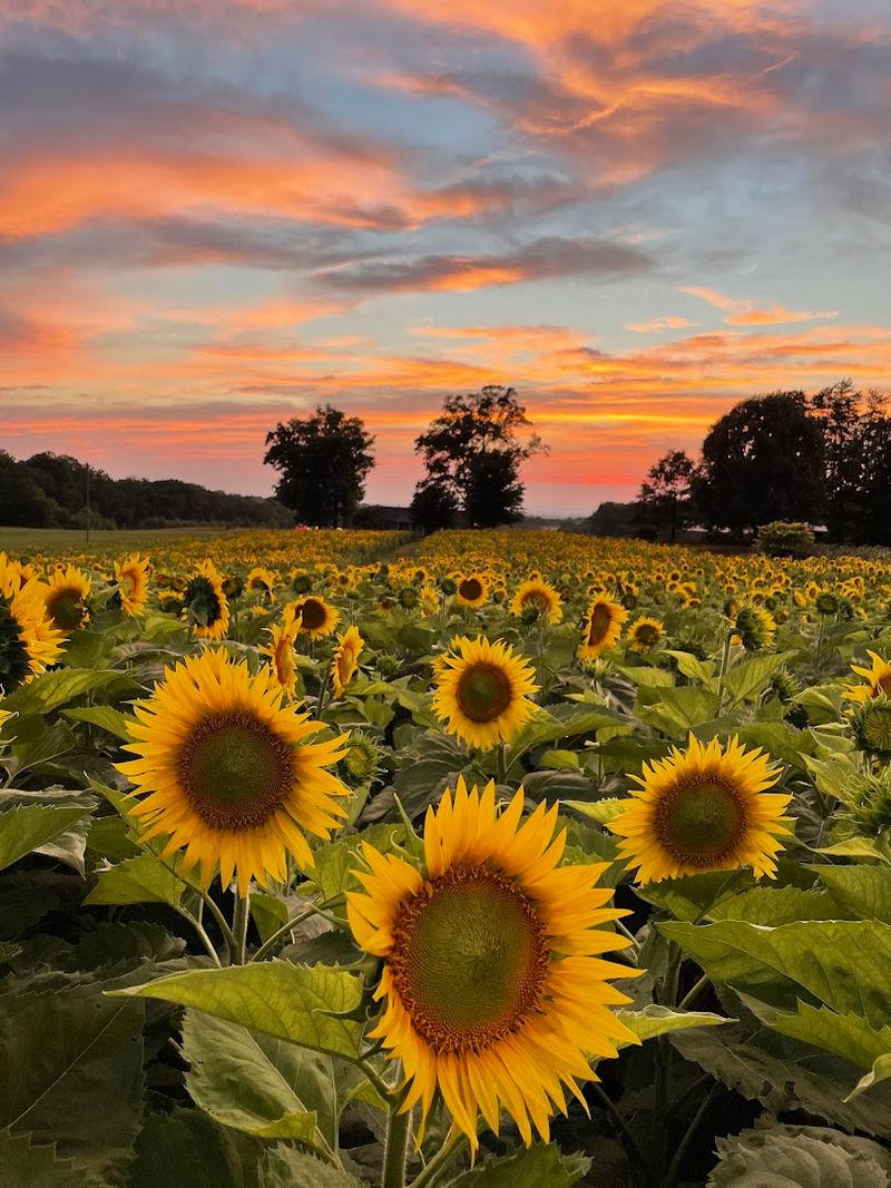 Start With Sunflowers And Let The Day Get Brighter