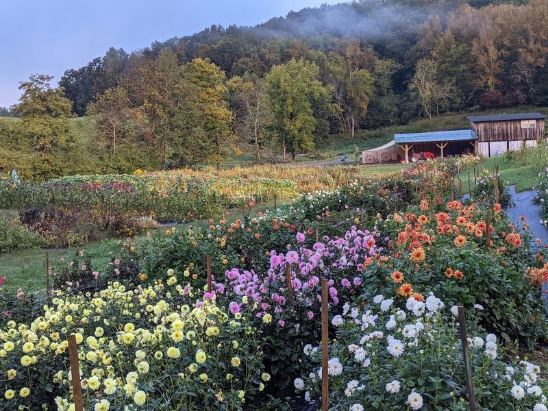This North Carolina Flower Farm Has Dahlia Rows That Look Almost Too Pretty To Pick - Decor Hint Late-Summer Blooms Turn Picking Into The Hardest Decision