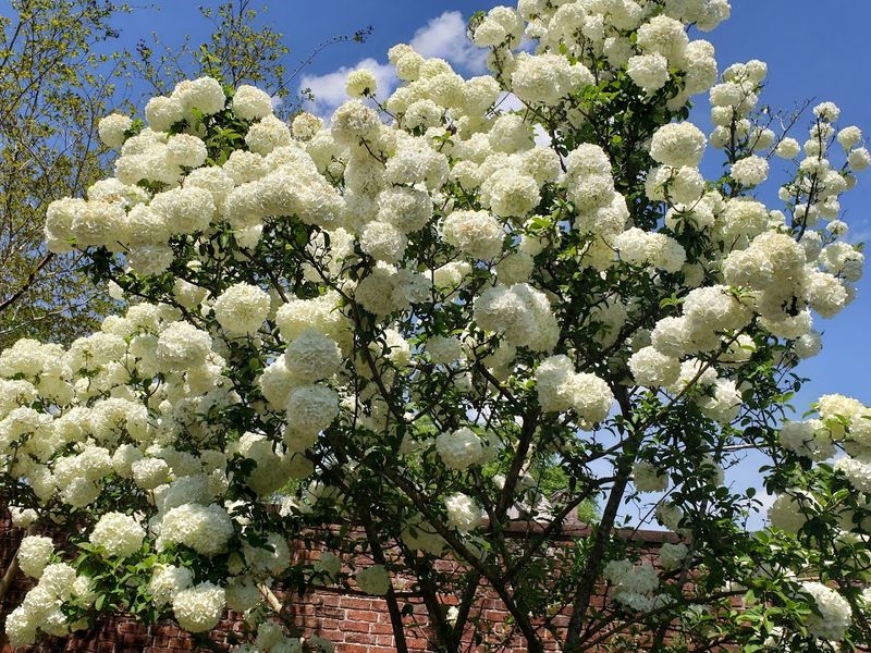 North Carolina's Most Beautiful Hydrangea Gardens Are Blooming Right Now - Decor Hint Tryon Palace Gardens