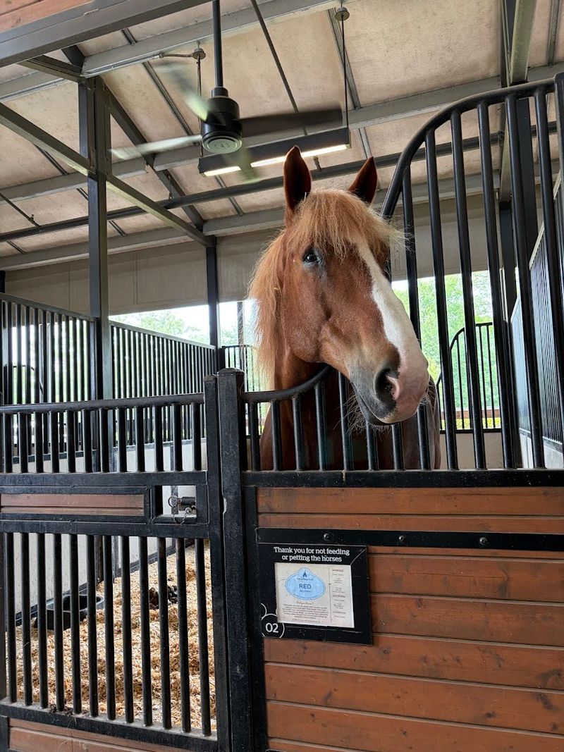Disney's Fort Wilderness Horseback Riding, Tri-Circle-D Ranch, Orlando