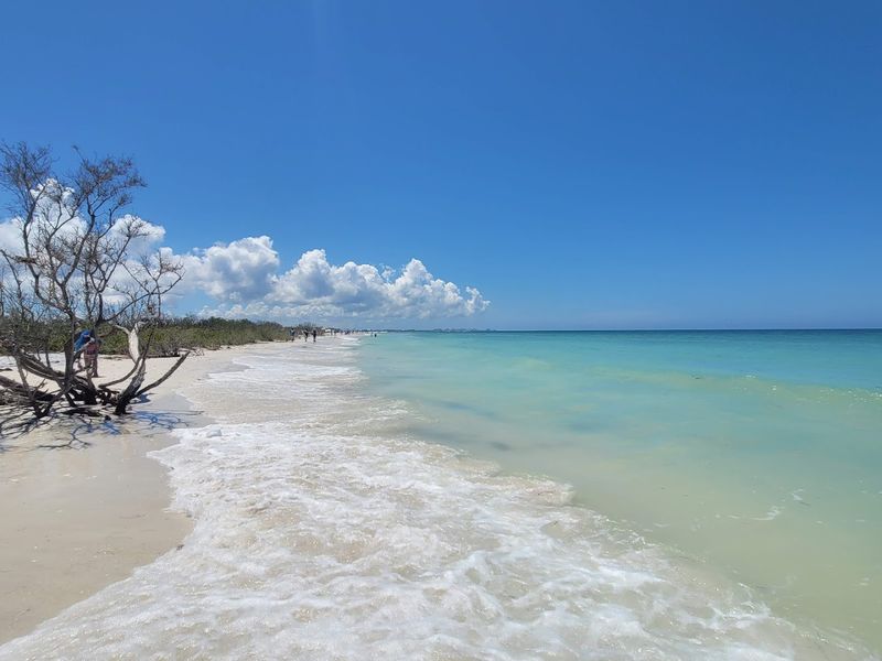 Honeymoon Island State Park Pet Beach, Dunedin