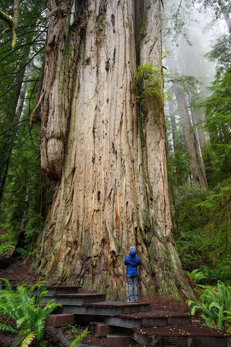 Redwood National and State Parks
