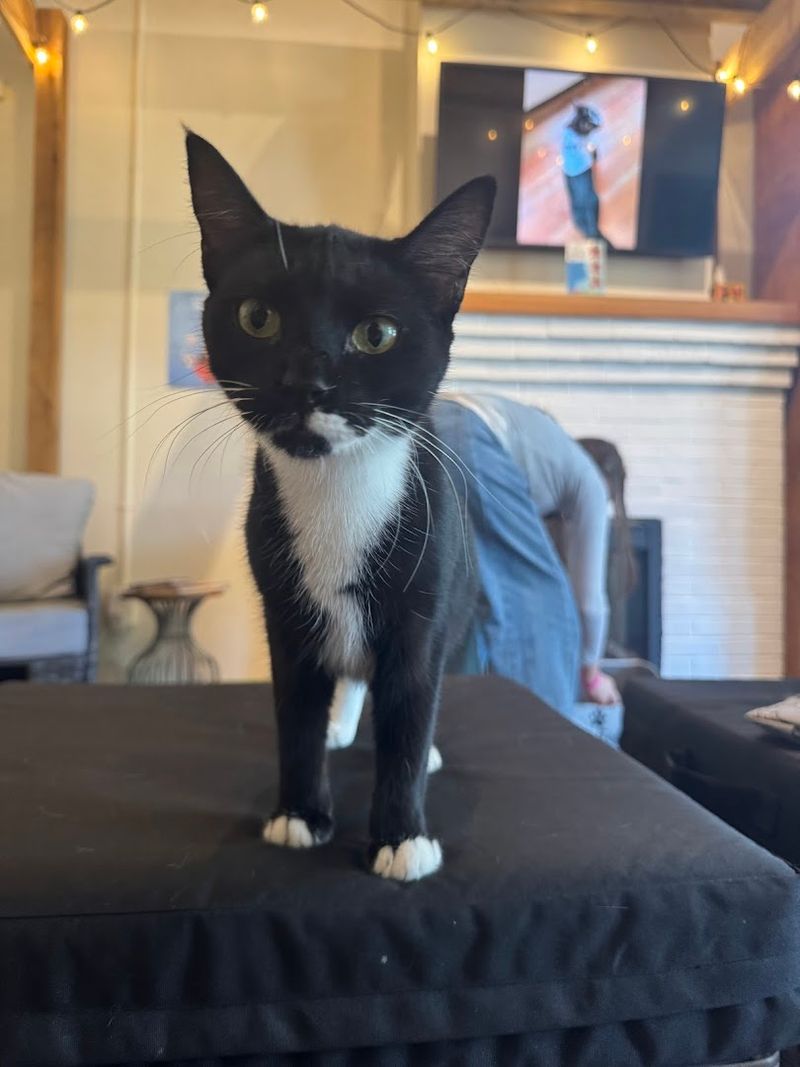 A Cat Adoption Opportunity Right In Your Hands