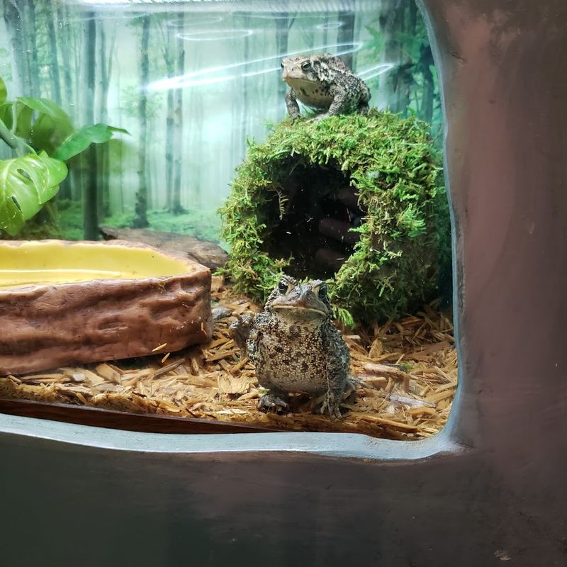 Roaring Brook Nature Center, Canton
