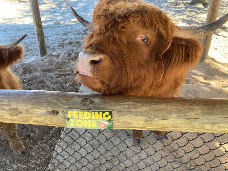 Farm animals and feeding zone
