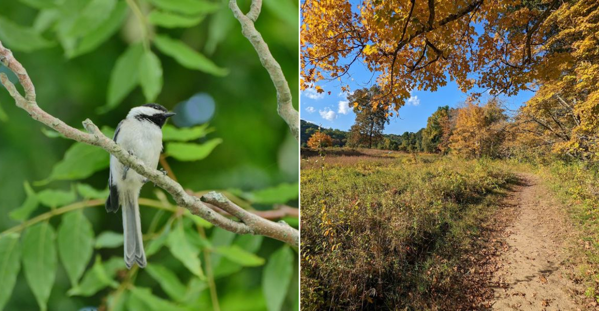 Discover A Connecticut Birdwatching Spot Locals Love For A Quiet Escape - Decor Hint
