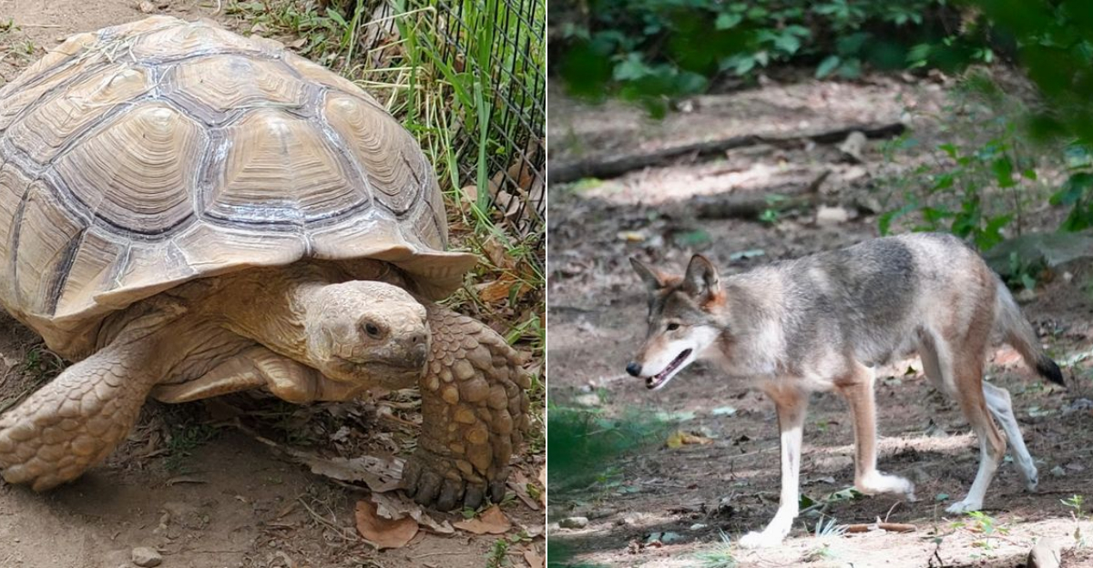 Discover A Little Known Connecticut Zoo That Deserves Way More Attention - Decor Hint
