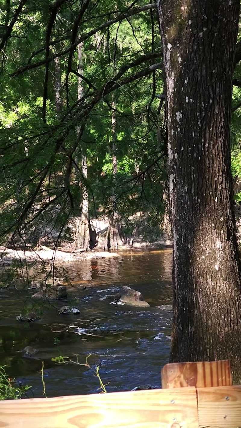 Camping Under Old-Growth Trees With Real Seclusion
