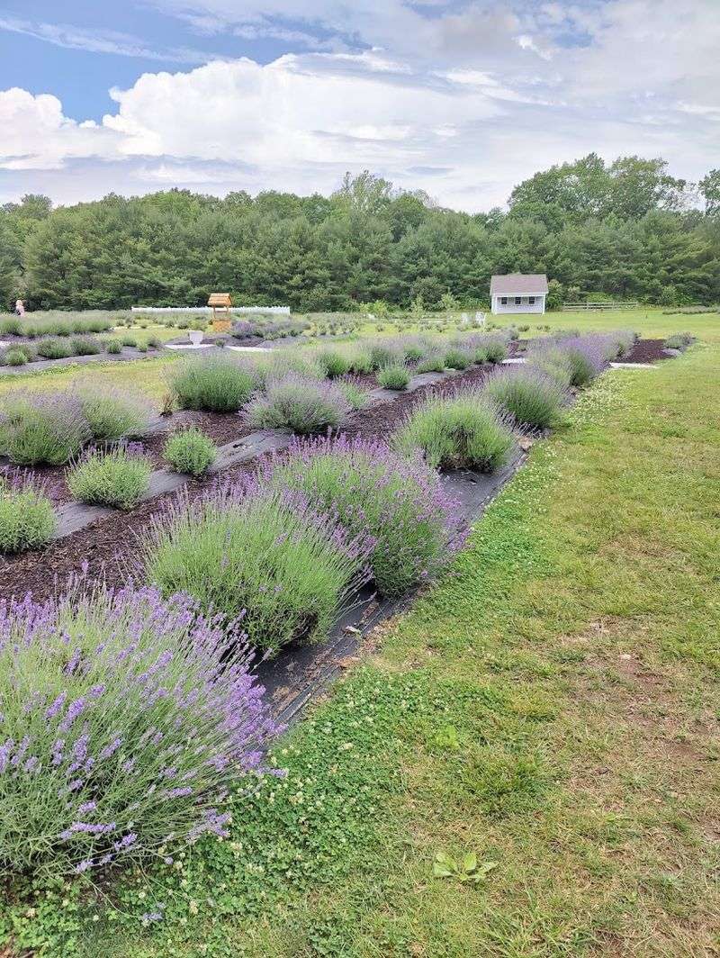 A Dreamy Lavender Field In Killingworth