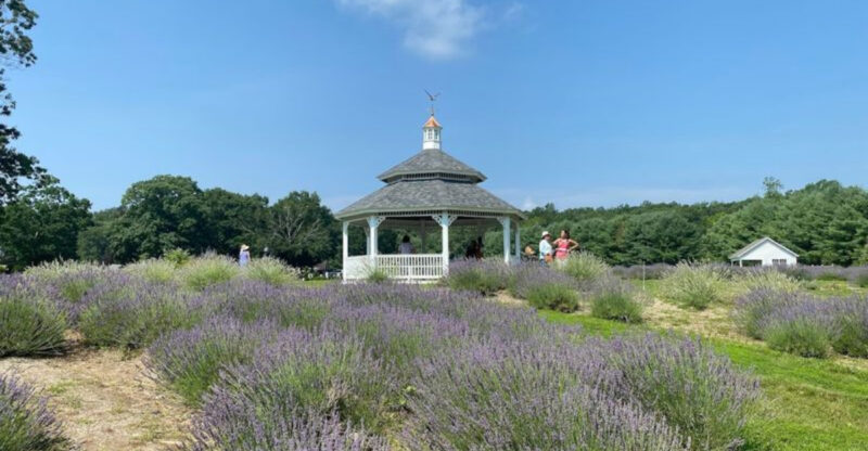 Don’t Miss The Lavender Blooming At This Dreamy Connecticut Farm This Summer