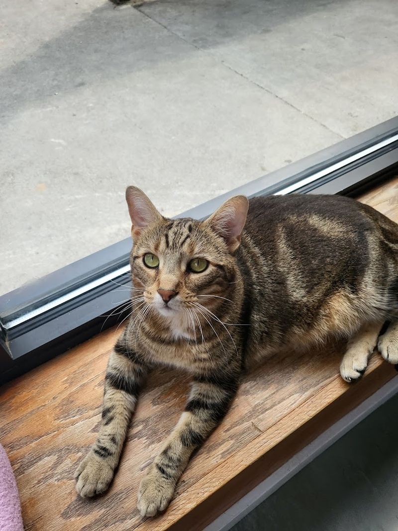 Cat Lovers Are Completely Smitten With This Wisconsin Café - Decor Hint Adoption With Heart And Purpose