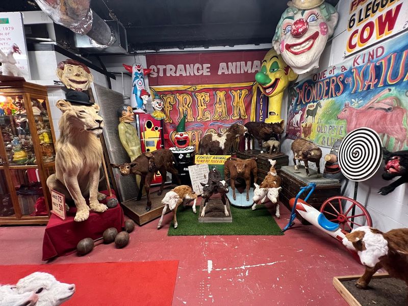 The Oddities Museum