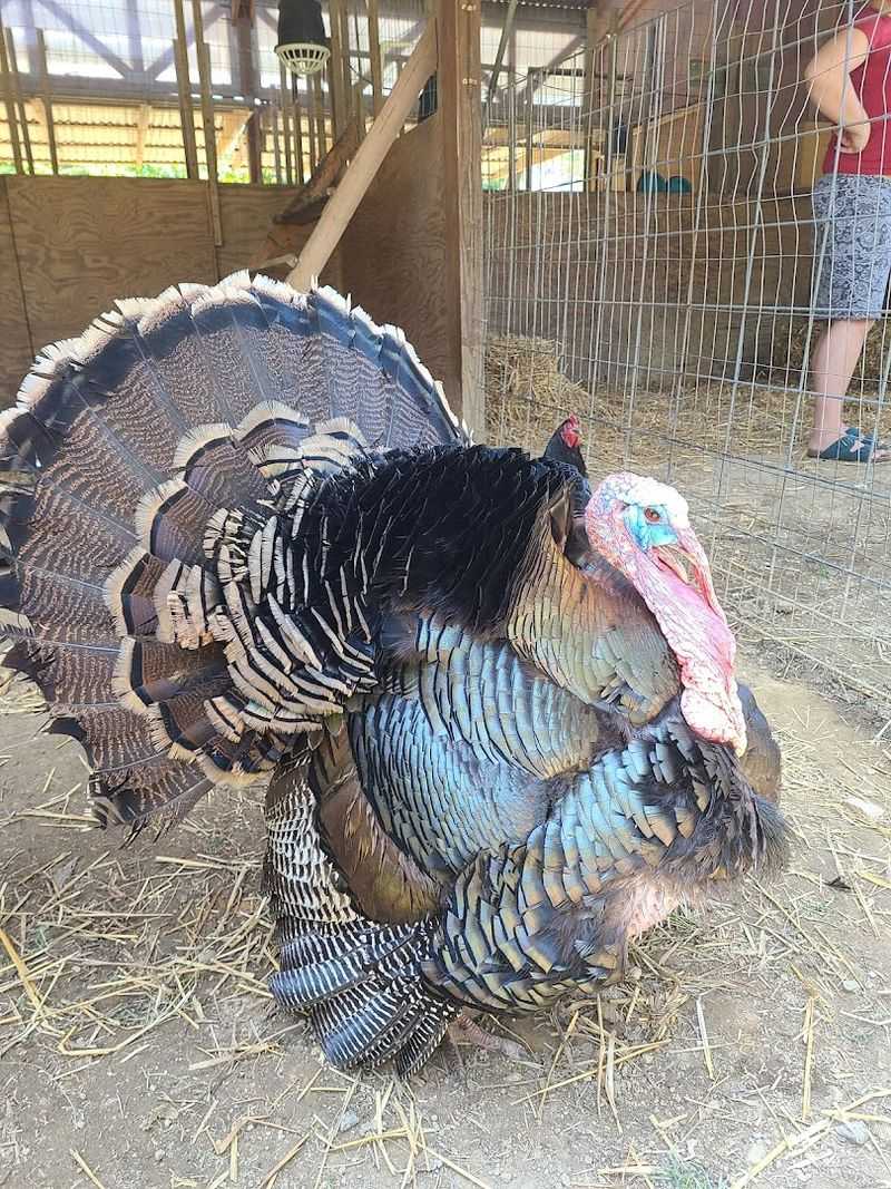 This Refuge Turns A Farm Visit Into Something More Meaningful