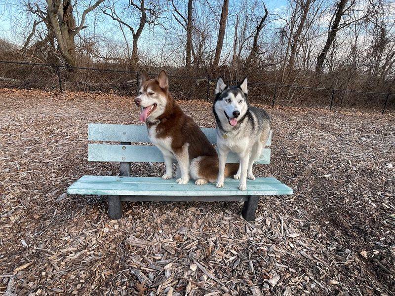 Enfield Dog Park, Enfield 