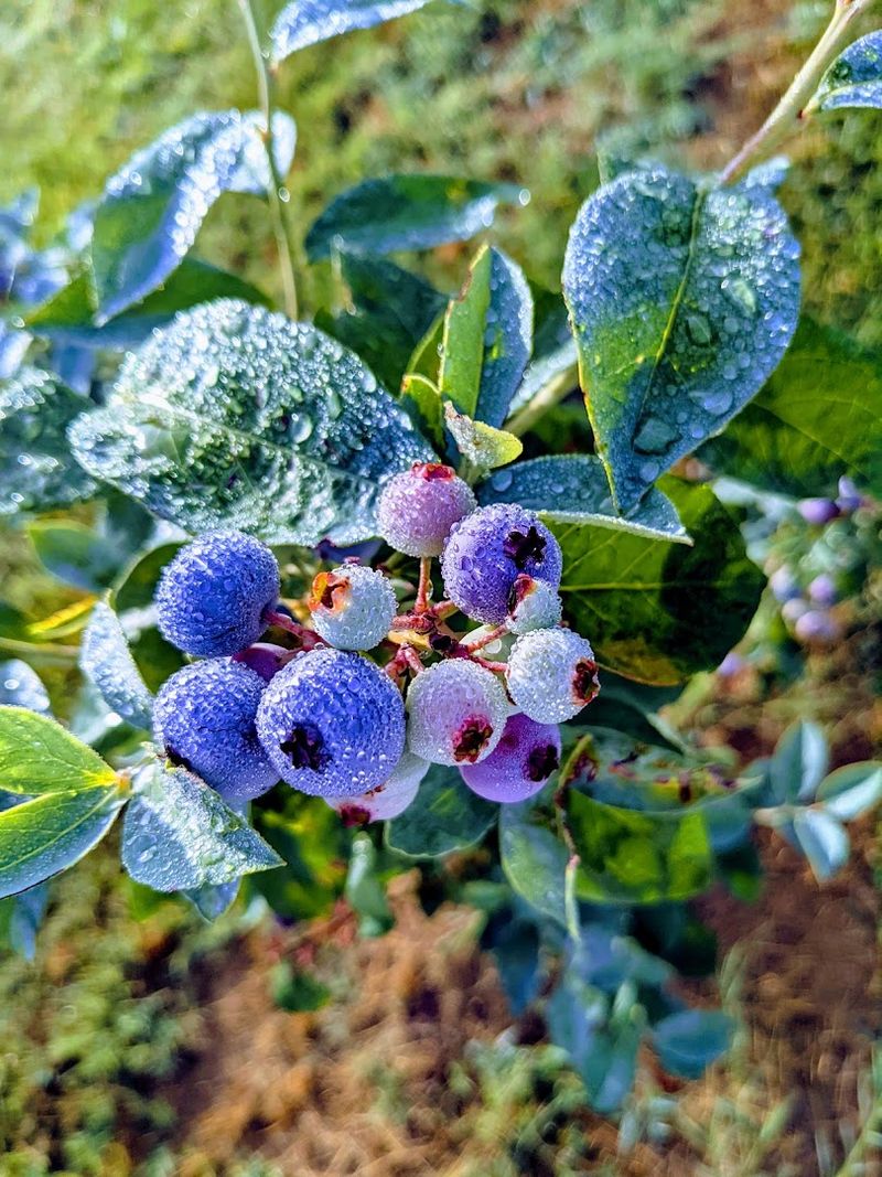 Blueberries And Blackberries In Season