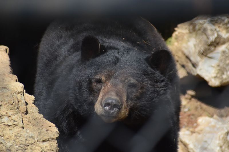 This Pennsylvania Zoo Keeps Winning Over Everyone Who Finds It - Decor Hint The Animals That Steal The Show