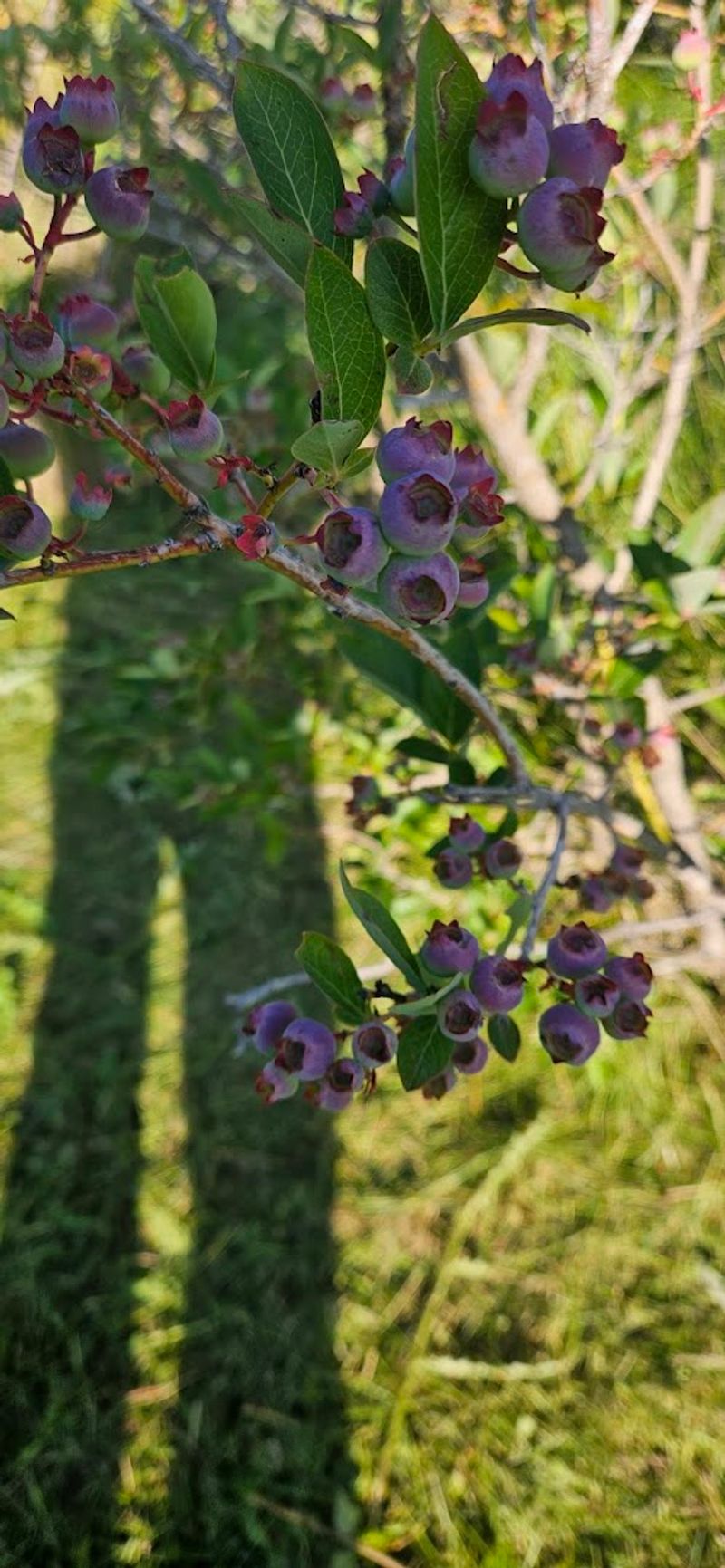 The Idaho Farm Where You Can Pick Blueberries For $4 A Pound - Decor Hint Old River Road Gives The Visit A Quiet Country Setting