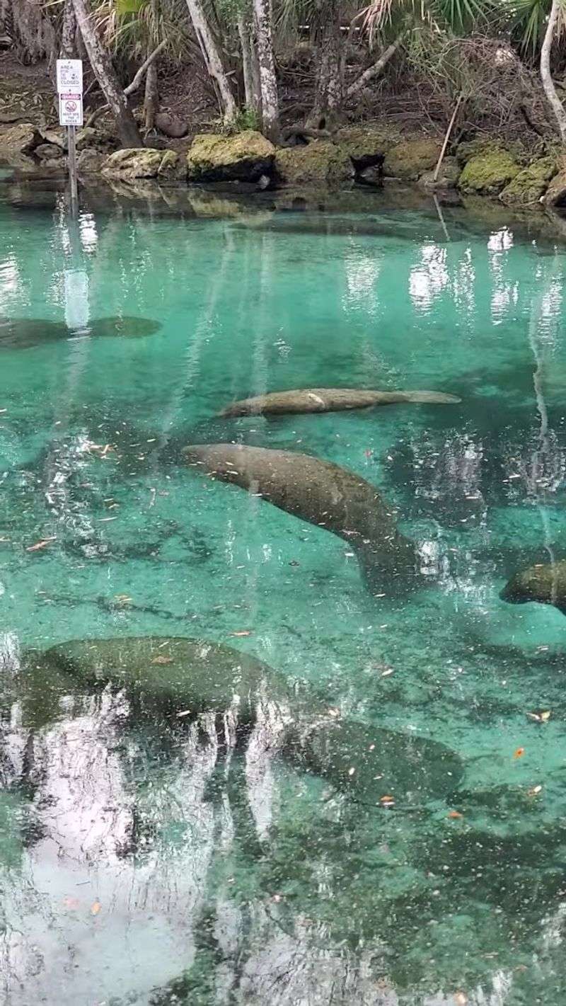 One Tank Of Gas Can Lead To These 10 Amazing Florida Adventures - Decor Hint Crystal River National Wildlife Refuge