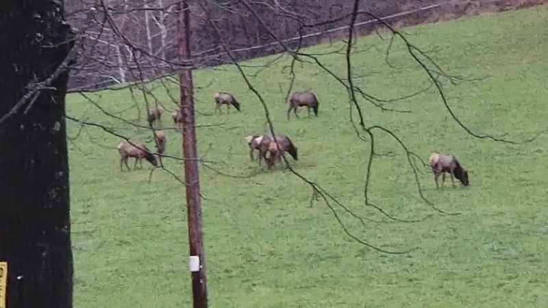 Wildlife Watching Along The Full Route