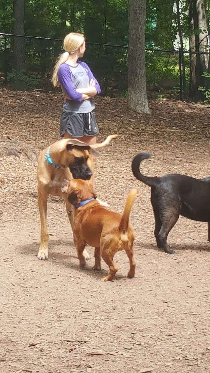 Mt. Nebo Dog Park, Manchester
