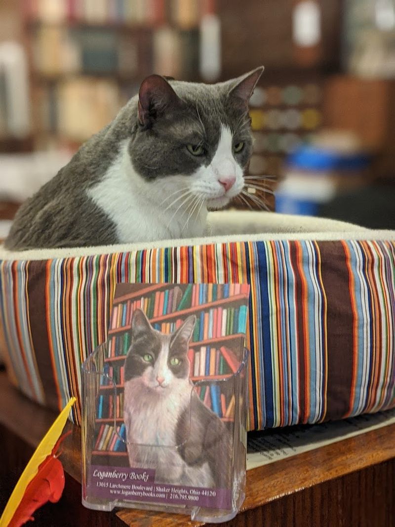 Meet Alice, The Bookstore Cat With A Fan Following
