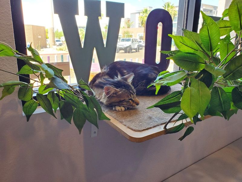 Designed For Happy Cats And Relaxed Visitors