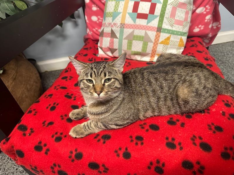 The Farmer's Cat Café Makes Fayetteville's Coziest Detour Feel Personal