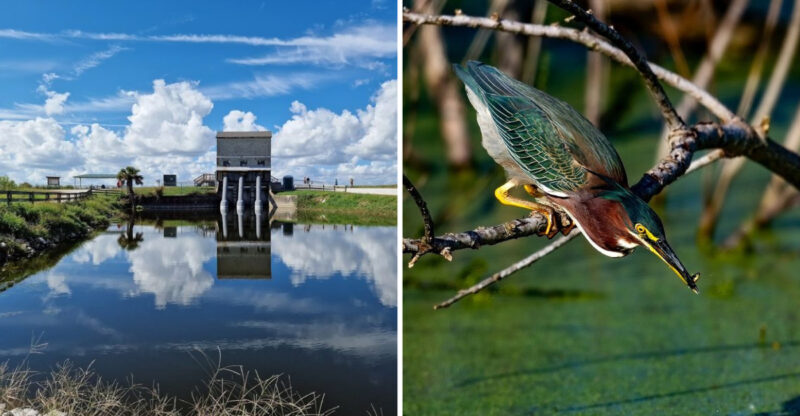 Every Turn Reveals Something New On This Florida Wildlife Drive