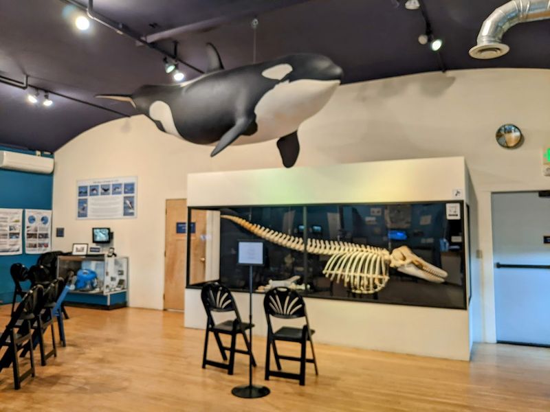 The Whale Museum