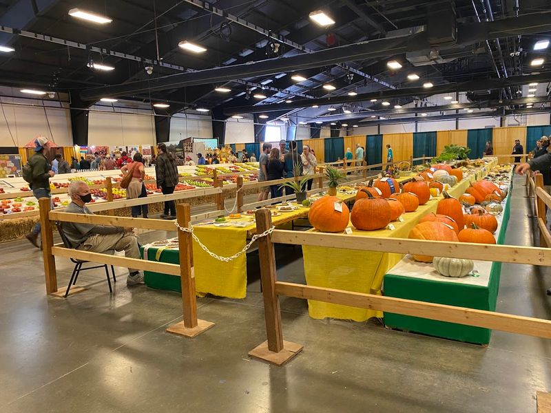 Tiny Pumpkins Suddenly Look Embarrassed