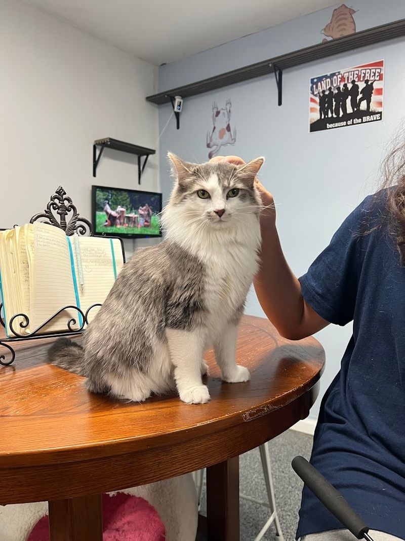 Every Purr Could Lead To A Future Adoption Story