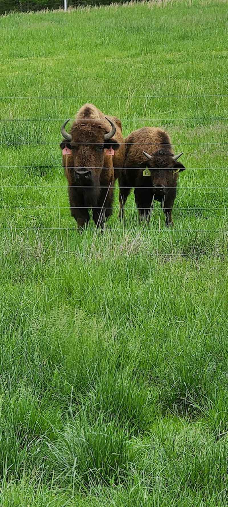 Few People Know North Carolina Has A Buffalo Farm Where You Can Meet The Herd - Decor Hint The Pasture Tour Gives Visitors More Than A Quick Photo Stop