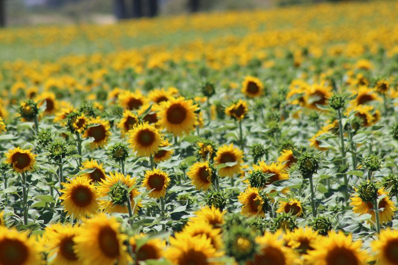 The Joy Of Picking Your Own Sunflowers