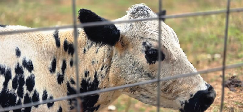 You'll Absolutely Fall In Love With This Peaceful Kentucky Park And Its Farm Animals - Decor Hint Fun Activities Beyond The Animal Encounters