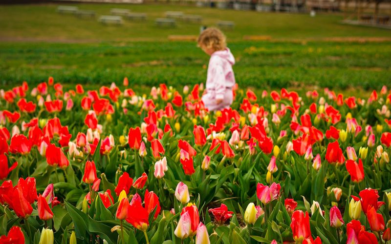 Pick Your Own Fresh Strawberries At A Charming Nebraska Farm This June - Decor Hint Regular Farm Admission Covers The Festival