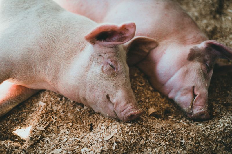 Rescued Pigs Make The Ranch Feel Extra Sweet
