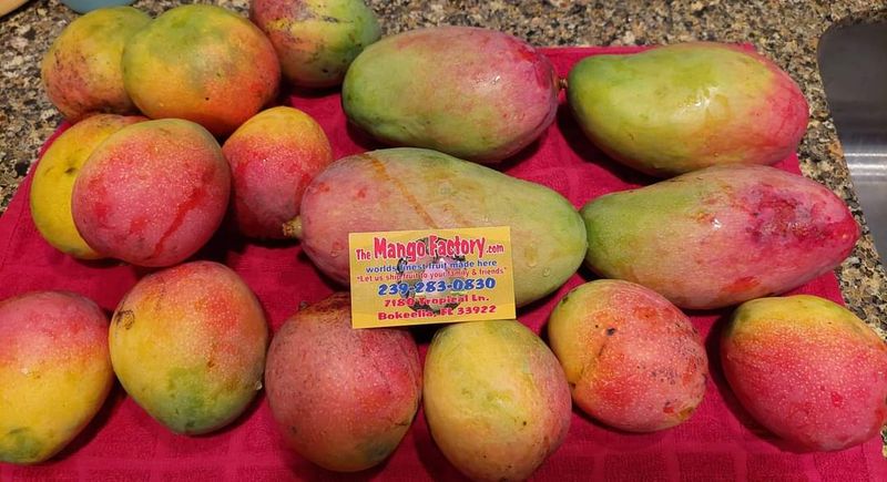 Pick Fresh Florida Mangoes And Experience Farm Life All Summer Long - Decor Hint Fresh Mango Taste Versus Store-Bought