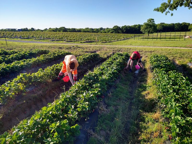 The Ultimate Berry Picking Day Across Three Farms