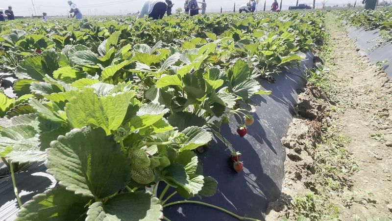 Families Can Turn A Produce Stop Into A Hands-On Summer Outing