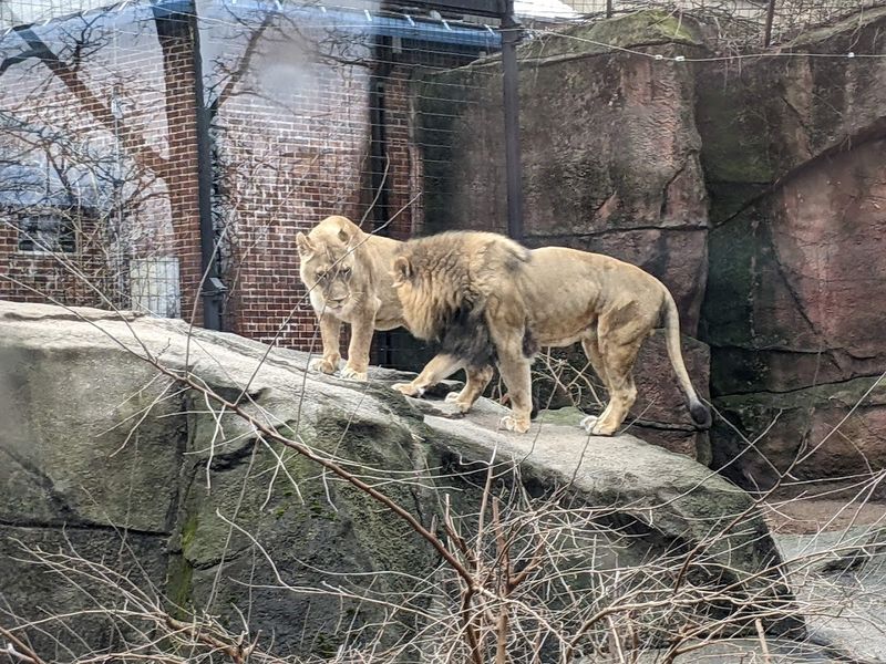 This Hidden Zoo In Michigan Is The Family Day Trip Most People Don't Know About - Decor Hint Surprisingly Affordable Admission With Real Value