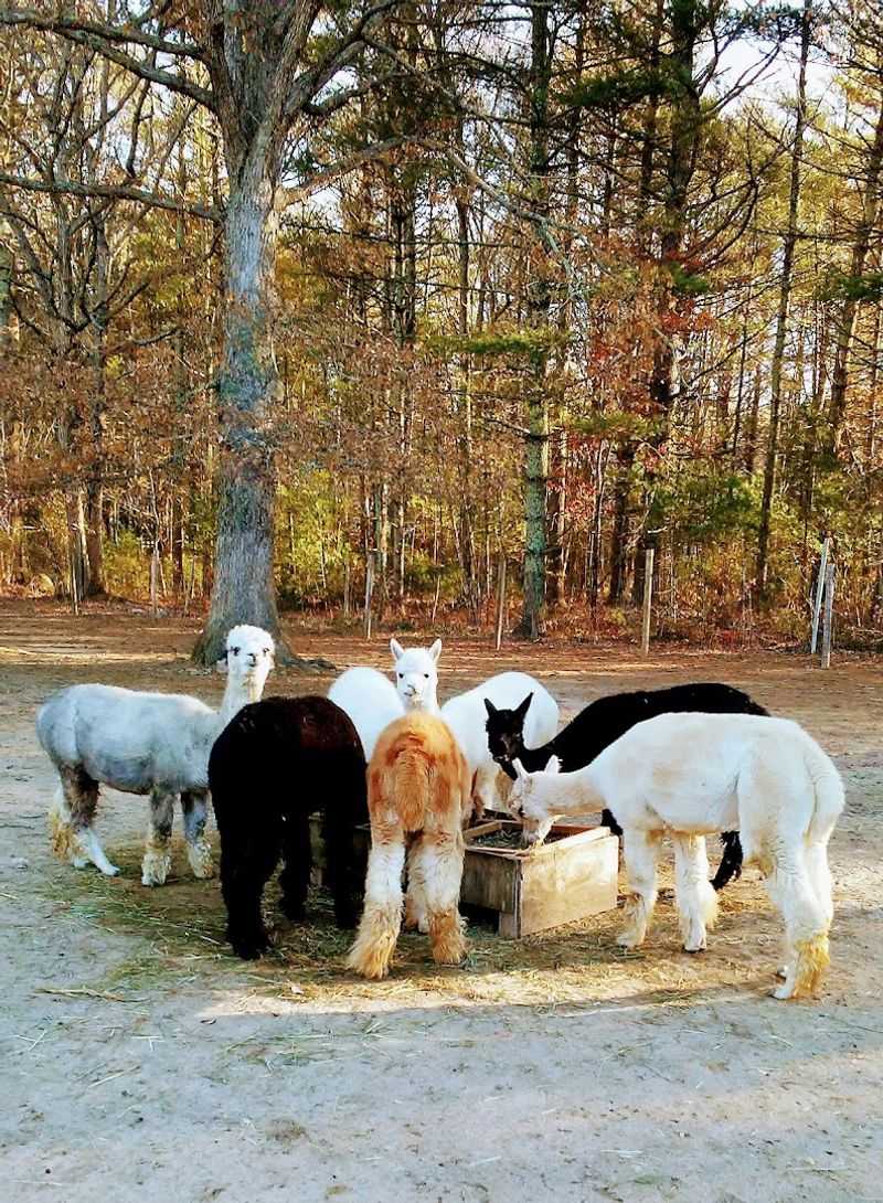 This Connecticut Alpaca Farm Is The Cozy Escape Locals Should Know About - Decor Hint A Sweet Escape Near Beach Pond Road