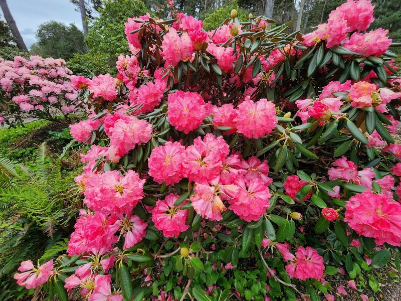 Your First Visit To This 47-Acre Magical Botanical Garden Hiding In California Will Stay With You - Decor Hint Rhododendrons Bring Big Leaves And Big Drama
