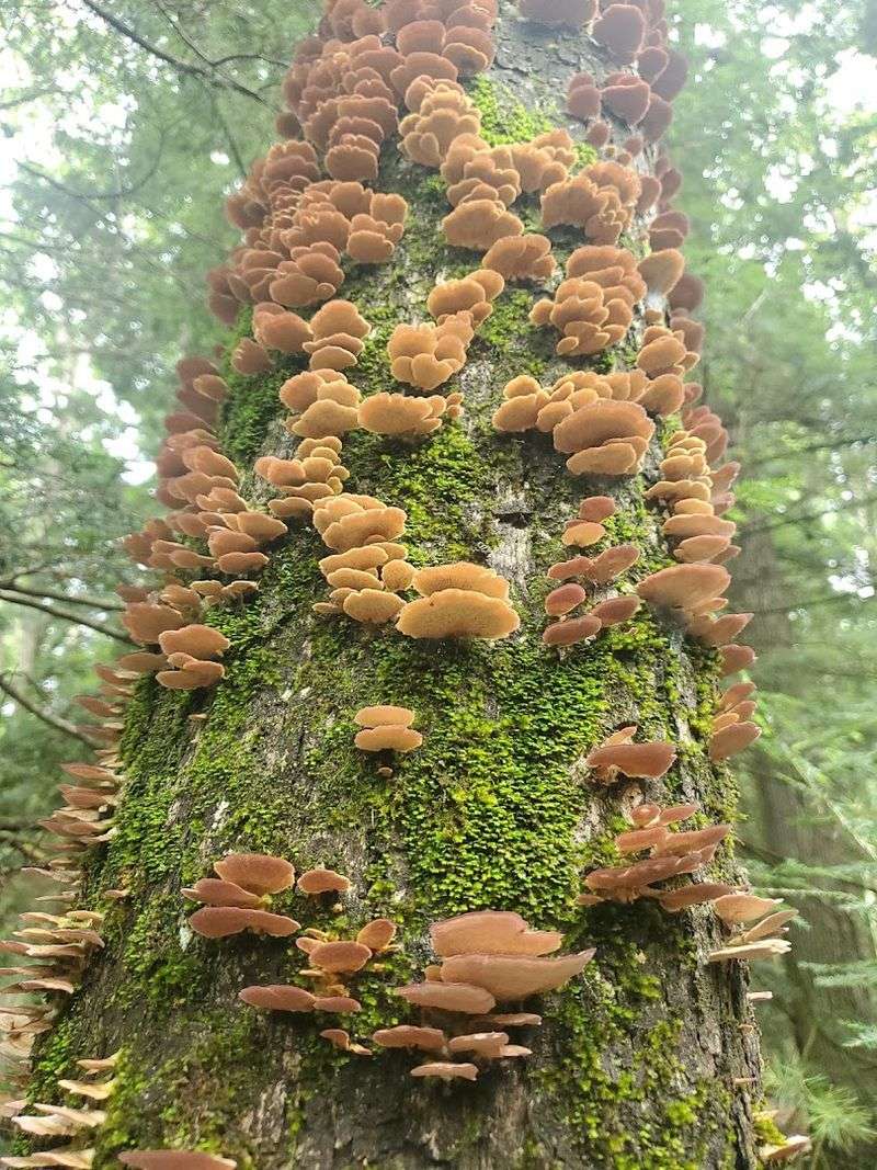 Wildlife You Might Spot