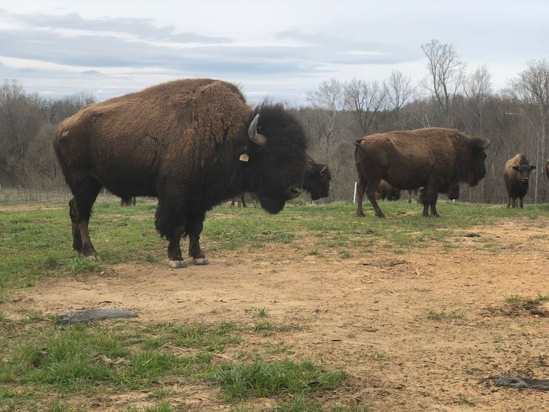 Few People Know North Carolina Has A Buffalo Farm Where You Can Meet The Herd - Decor Hint This Roxboro Farm Brings You Face To Face With Buffalo
