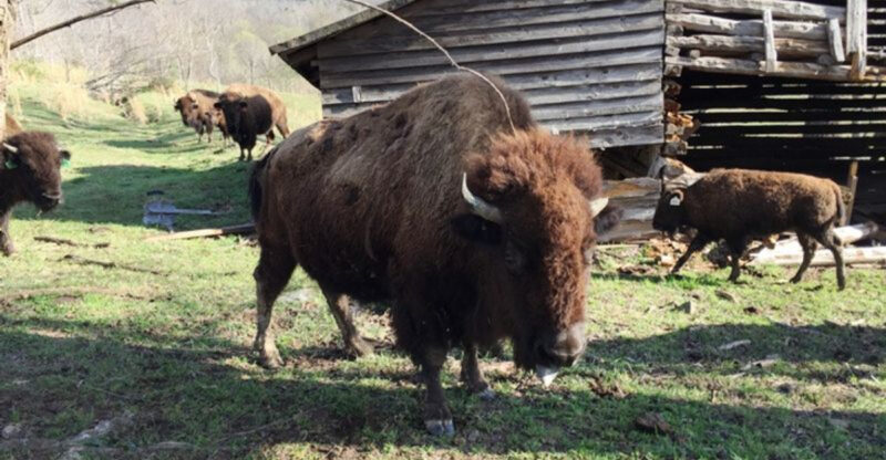Few People Know North Carolina Has A Buffalo Farm Where You Can Meet The Herd
