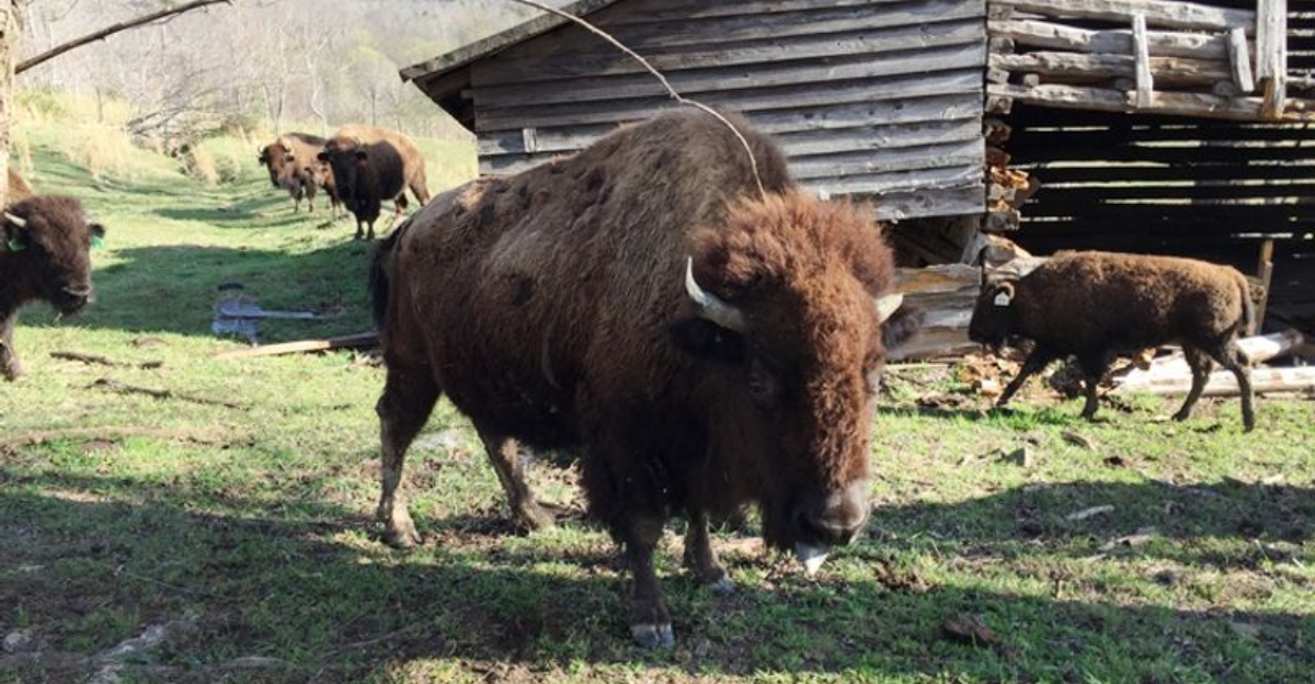 Few People Know North Carolina Has A Buffalo Farm Where You Can Meet The Herd - Decor Hint