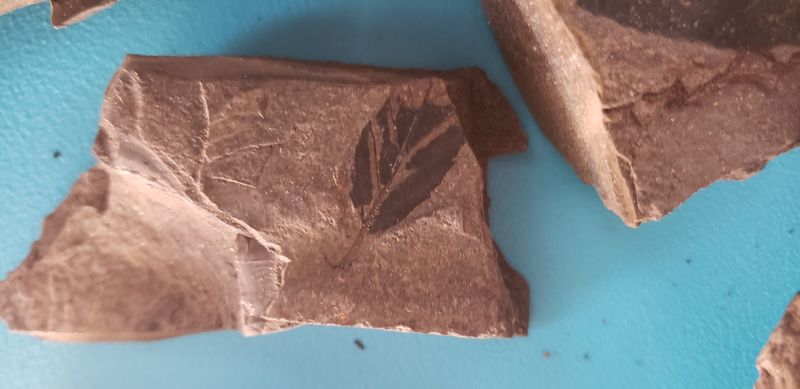Clarkia's Ancient Lake Bed Hides More Than Ordinary Rocks