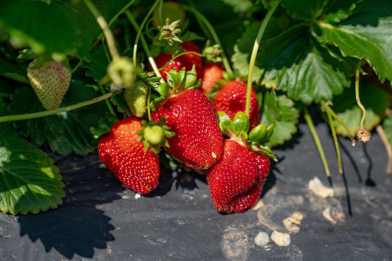 Berry Best Is More Than Just Strawberries